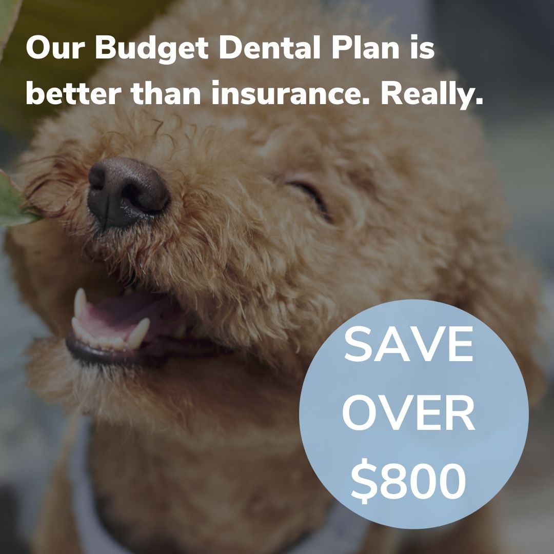 out budget dental plan is better than insurance